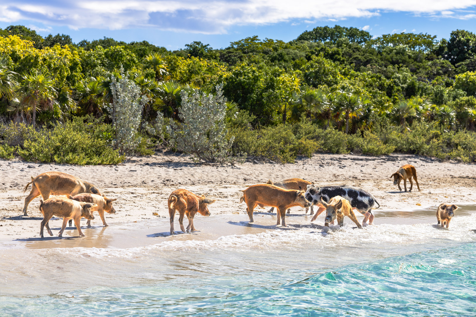 Guests playing with famous swimming pigs on Exumas beach
